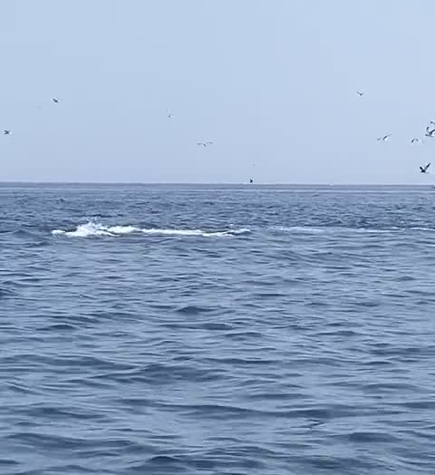 Whale sighting